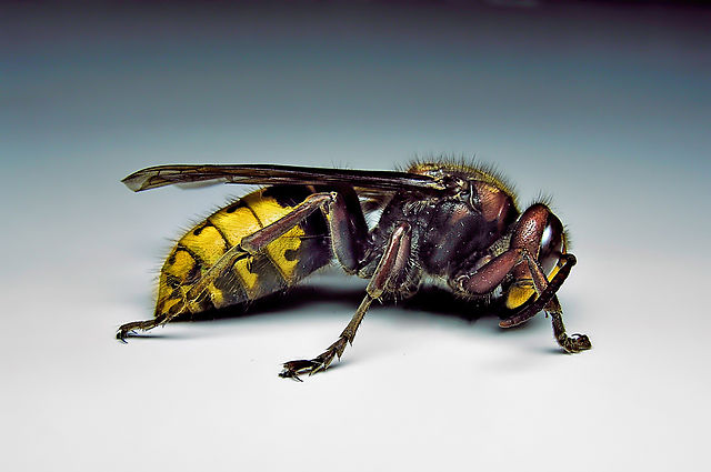 File:Hornet-vespa.jpg