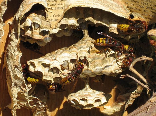File:Hornets127b.jpg