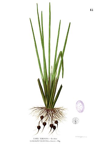 File:Eleocharis dulcis Blanco1.15.jpg