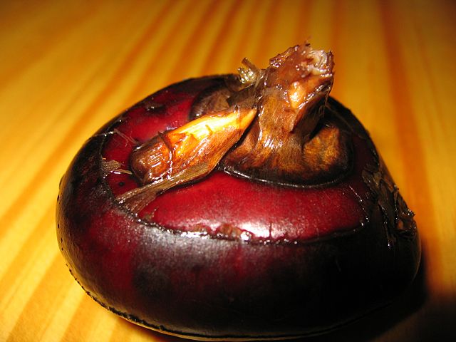 File:Wasserkastanie 2.jpg