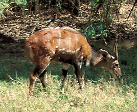 File:Tragelaphus scriptus (taxobox).jpg