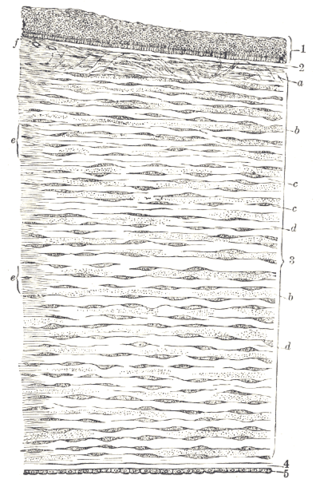 File:Gray871.png