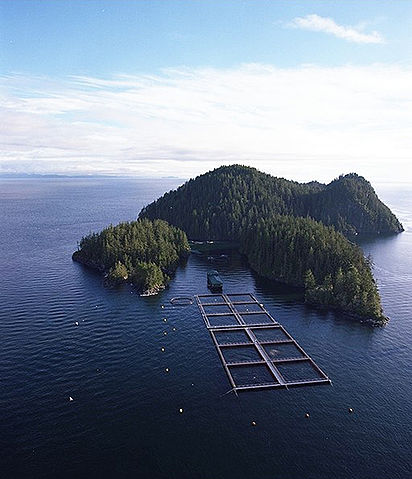 File:Salmon farming.jpg