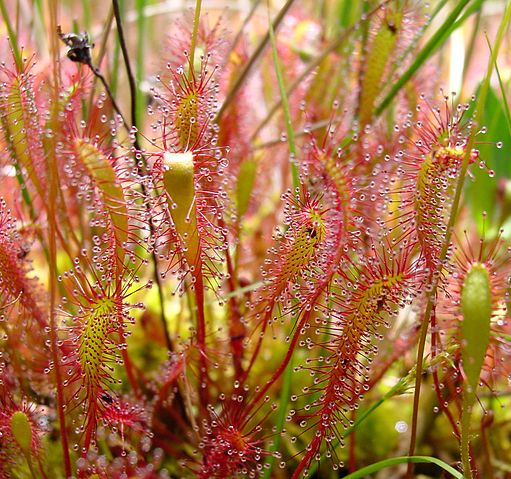 File:Drosera anglica ne1.JPG