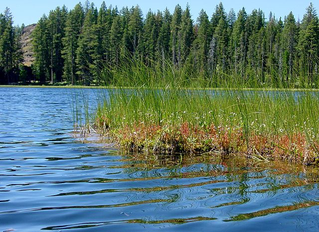 File:Drosera anglica habitat.JPG
