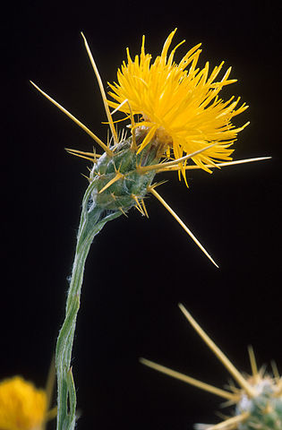 File:Yellow star thistle.jpg