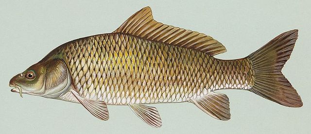 File:Common carp.jpg