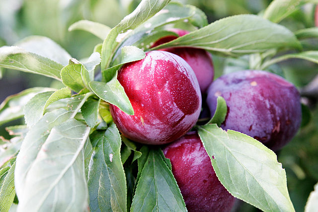 File:Plum on tree02.jpg