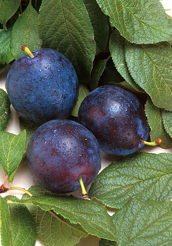 File:Bluebyrd plum.jpg