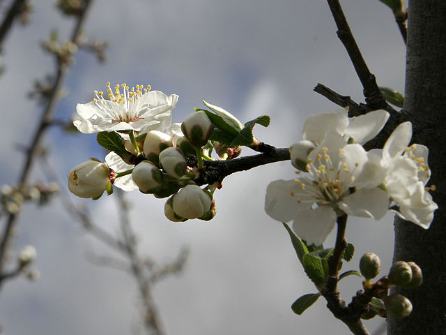 File:Plum blossoming.jpg