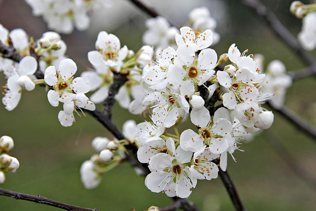 File:Plum blossoms.jpg