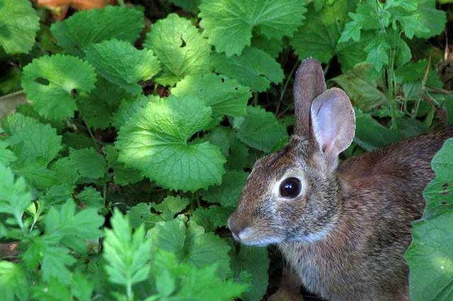 File:A cotton-tailed rabbit surrounded by invasive garlic mustard, mugwort, and burdock.jpg