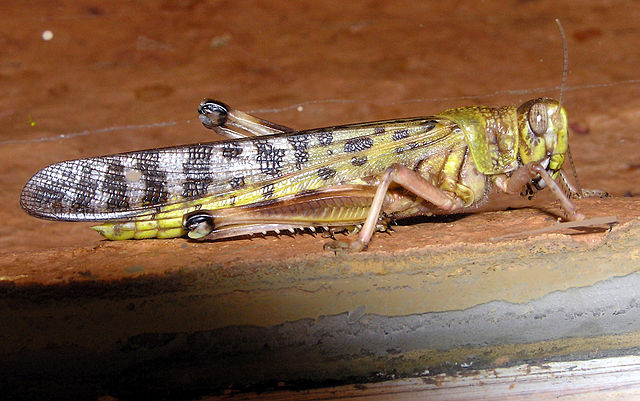 File:Desert.locust.arp.jpg