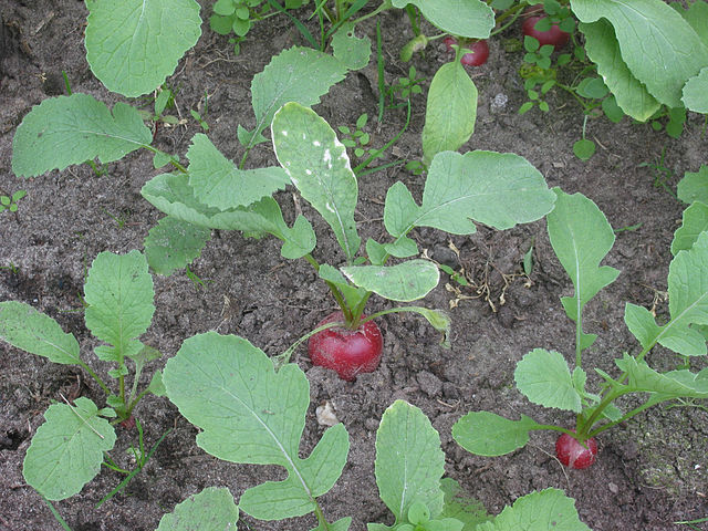 File:Radijs planten (Raphanus sativus subsp. sativus).jpg