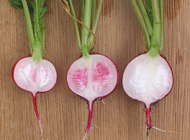 File:Radijs voos (Raphanus sativus subsp. sativus).jpg