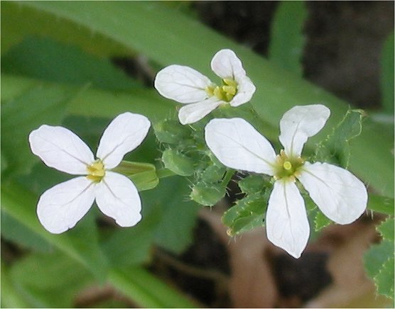 File:Radijs bloemen Raphanus sativus subsp. sativus. jpg.jpg