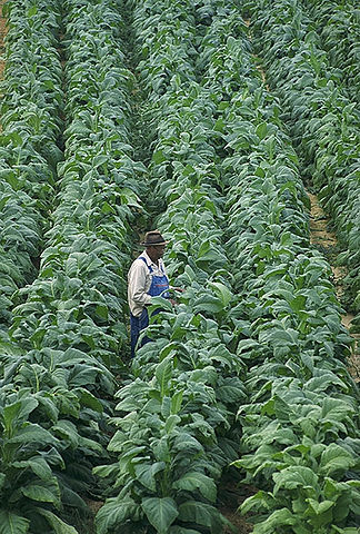 File:Tobacco.jpg