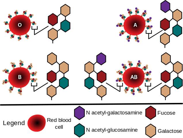 File:ABO blood group diagram.svg