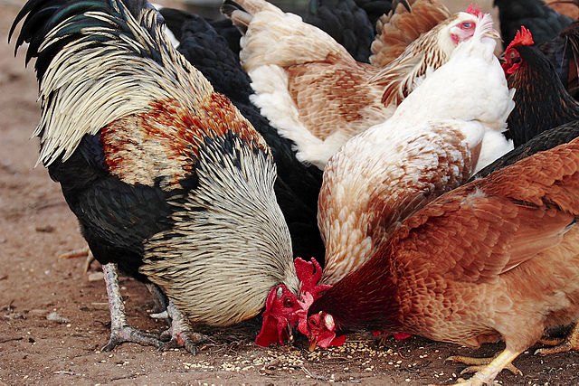 File:Chickens feeding.jpg