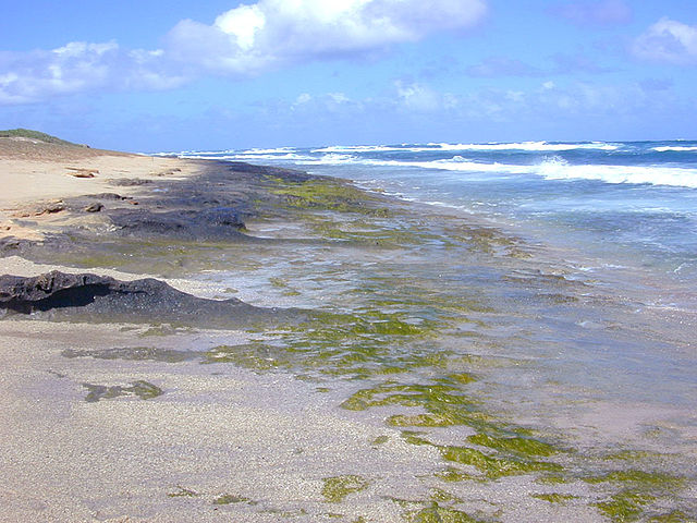 File:Intertidal greenalgae.jpg