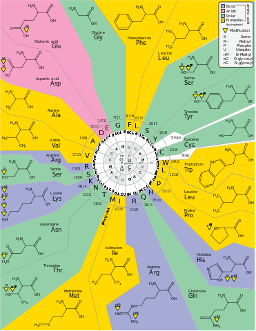 File:GeneticCode21-version-2.svg