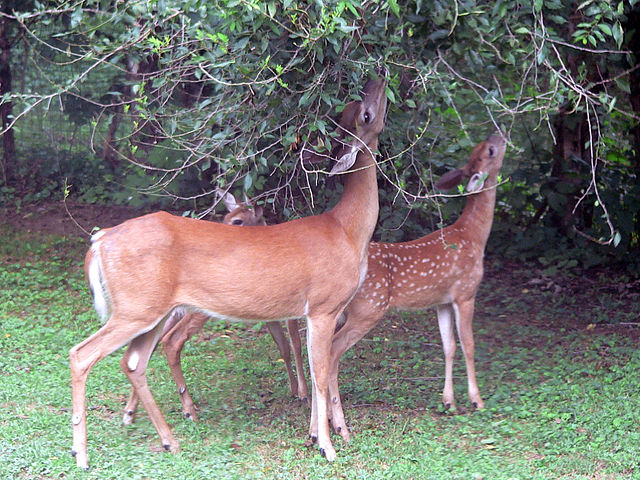 File:White-tailed deer (Odocoileus virginianus) grazing - 20050809.jpg