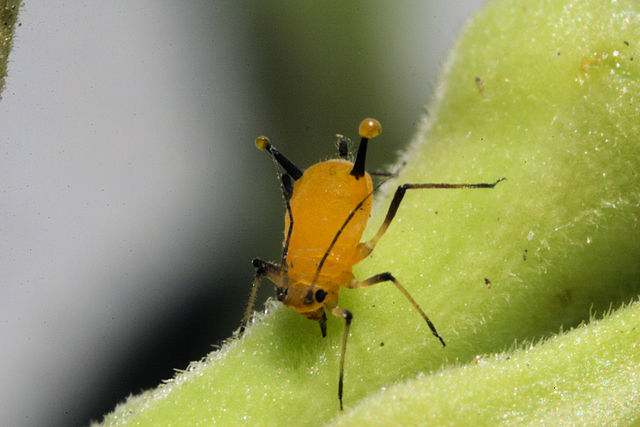 File:Aphid-sap.jpg