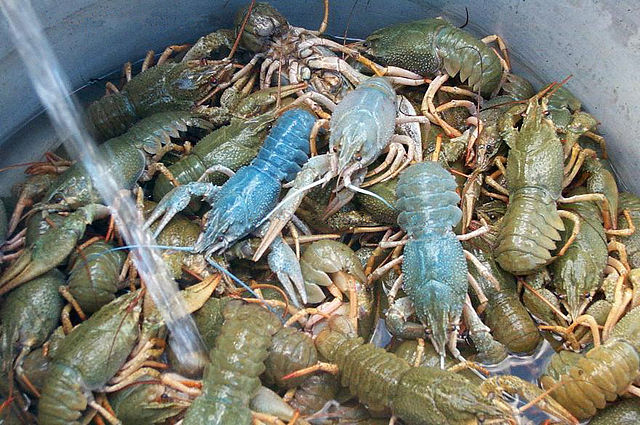 File:Crayfish-Astacus leptodactylus.JPG