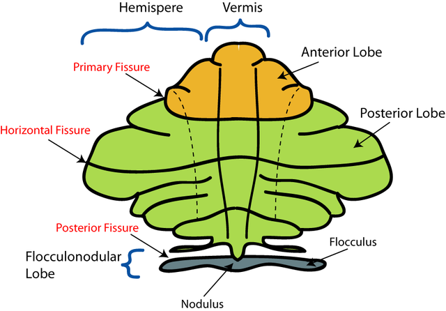 File:CerebellumDiv.png
