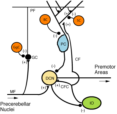 File:CerebCircuit.png