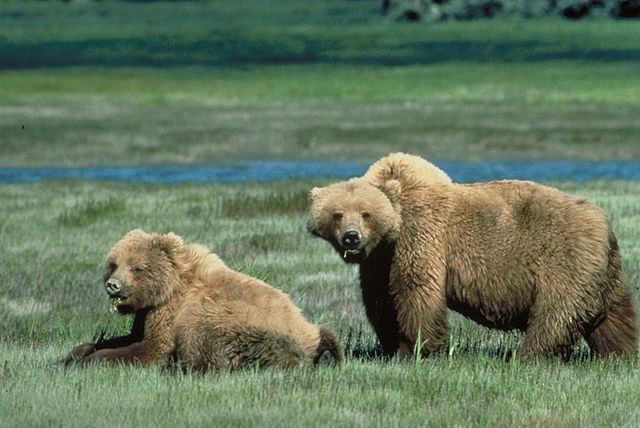 File:Grizzlybears ChrisServheenUSFWS.jpg