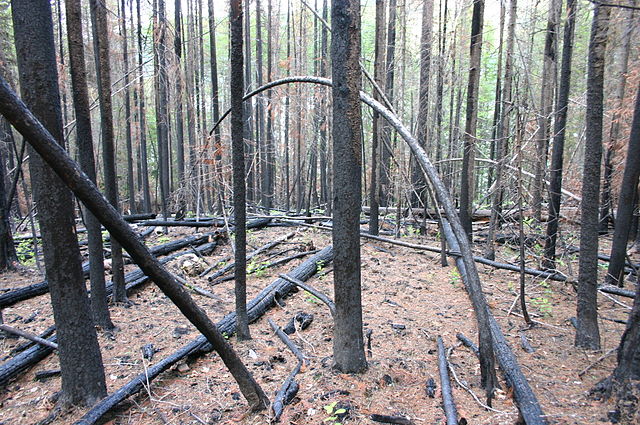 File:Burnt Forest at Rocky Point Trail of Glacier National Park USA.jpg