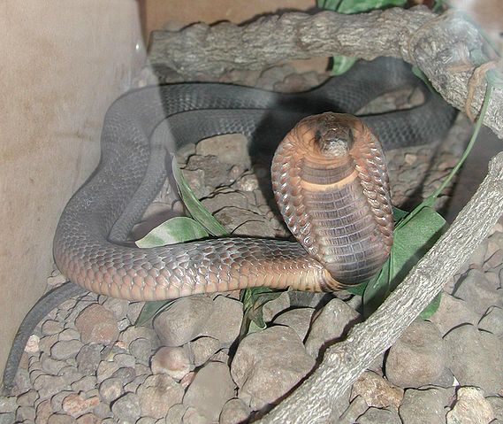 File:L14cobra.jpg