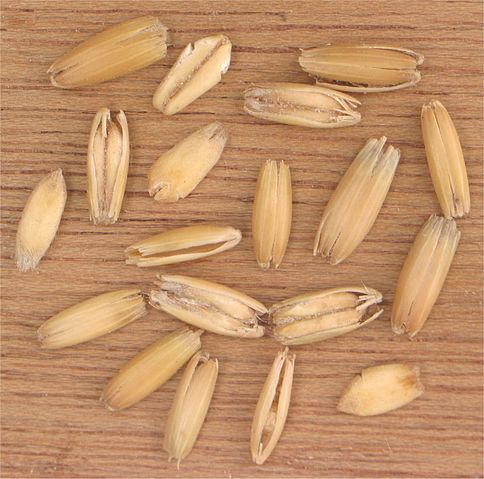 File:Haverkorrels Avena sativa.jpg
