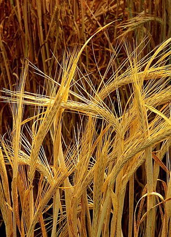 File:Hordeum-barley.jpg