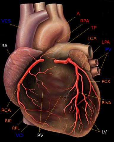 File:Human heart with coronary arteries new.png