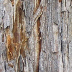 File:Coast redwood bark.jpg
