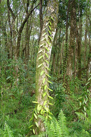 File:Vanilla plantation in wood dsc00190.jpg