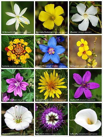 File:Flower poster 2.jpg