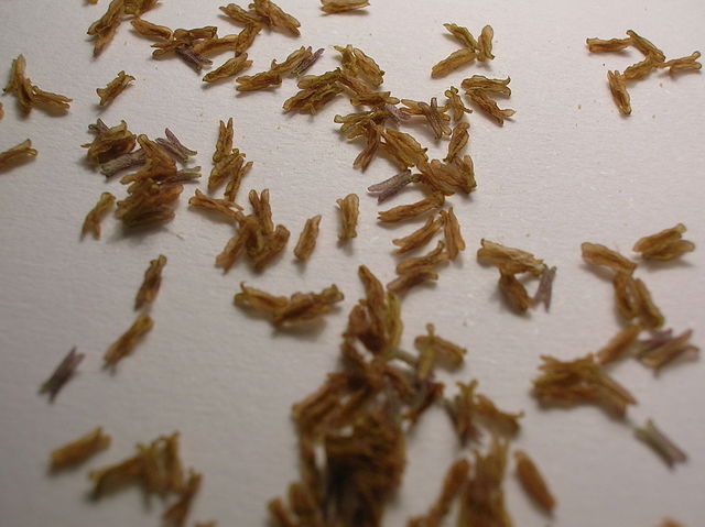 File:Grass Anthers.JPG