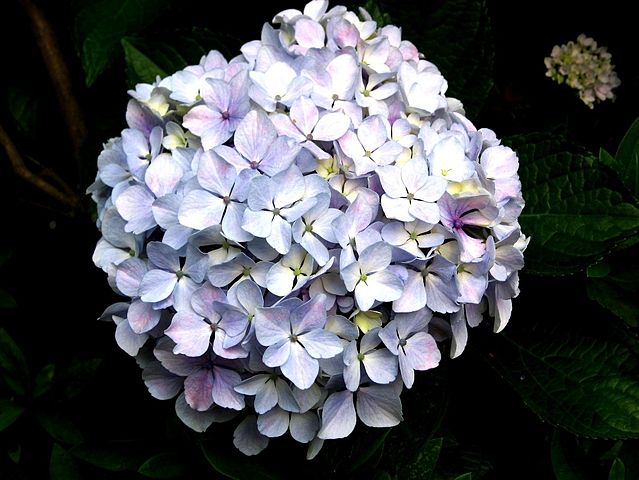 File:Kamakuraflower.jpg