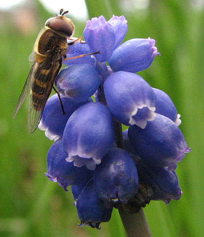 File:Syrphid fly on Grape hyacinth.jpg