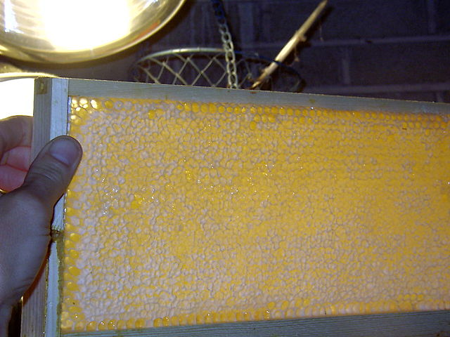 File:Voll Honig.JPG