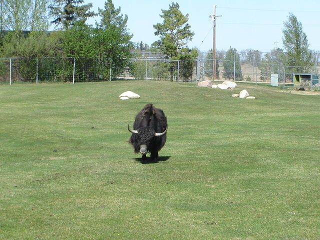 File:ForestryFarmYak.jpg