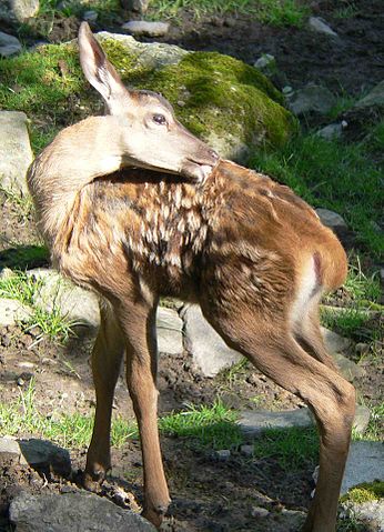 File:Rothirsch Kalb 070816 5.jpg