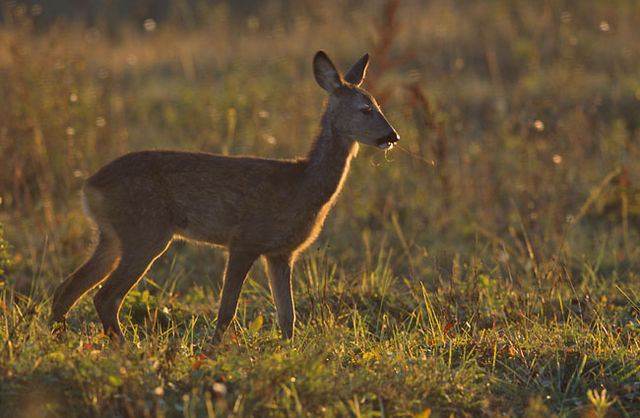 File:Capreolus capreolus (Marek Szczepanek).jpg