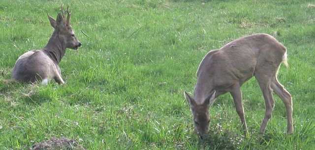 File:Sarny-rezerwatBiałowieża.jpg