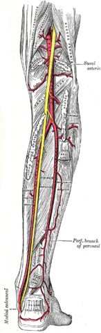 File:Gray551.png