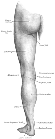 File:Gray1239.png