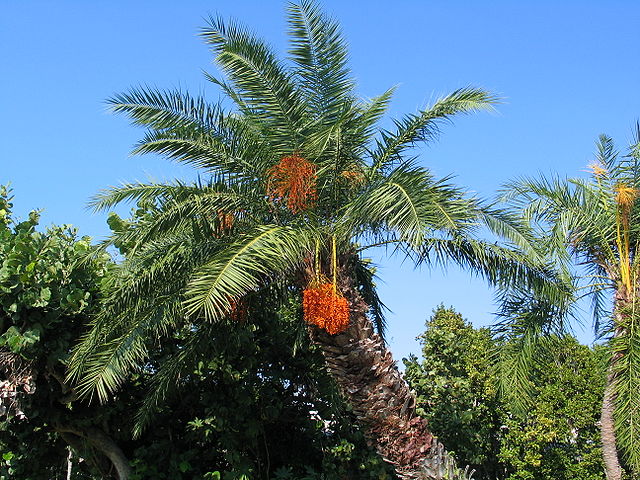 File:Palm tree.jpg
